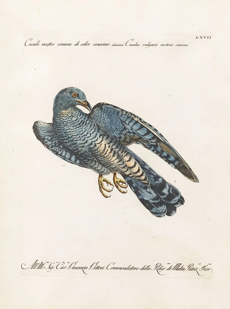 Ornithologia Methodice Digesta Pl 067 Wall Art by Saverio Manetti - High-Resolution Digital Print