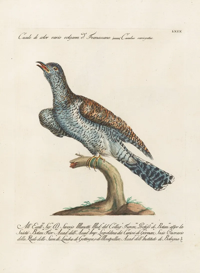 Ornithologia Methodice Digesta Pl 069 Wall Art by Saverio Manetti - High-Resolution Digital Print
