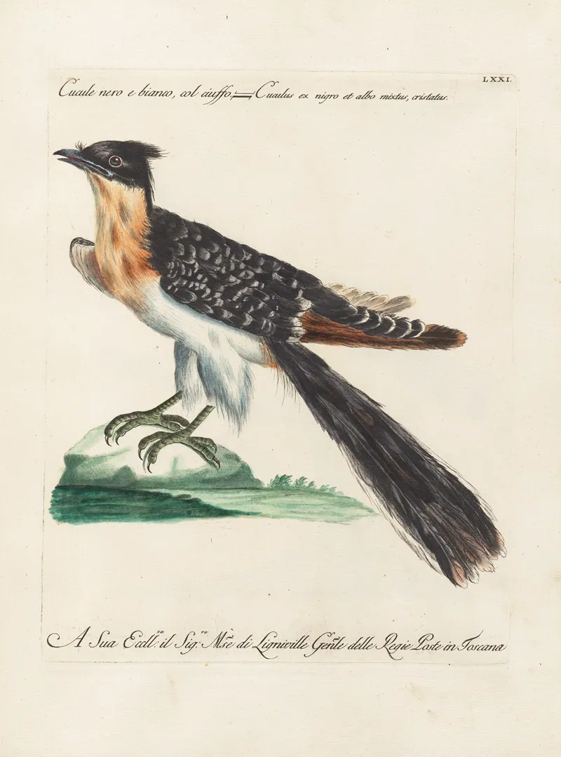 Ornithologia Methodice Digesta Pl 071 Wall Art by Saverio Manetti - High-Resolution Digital Print