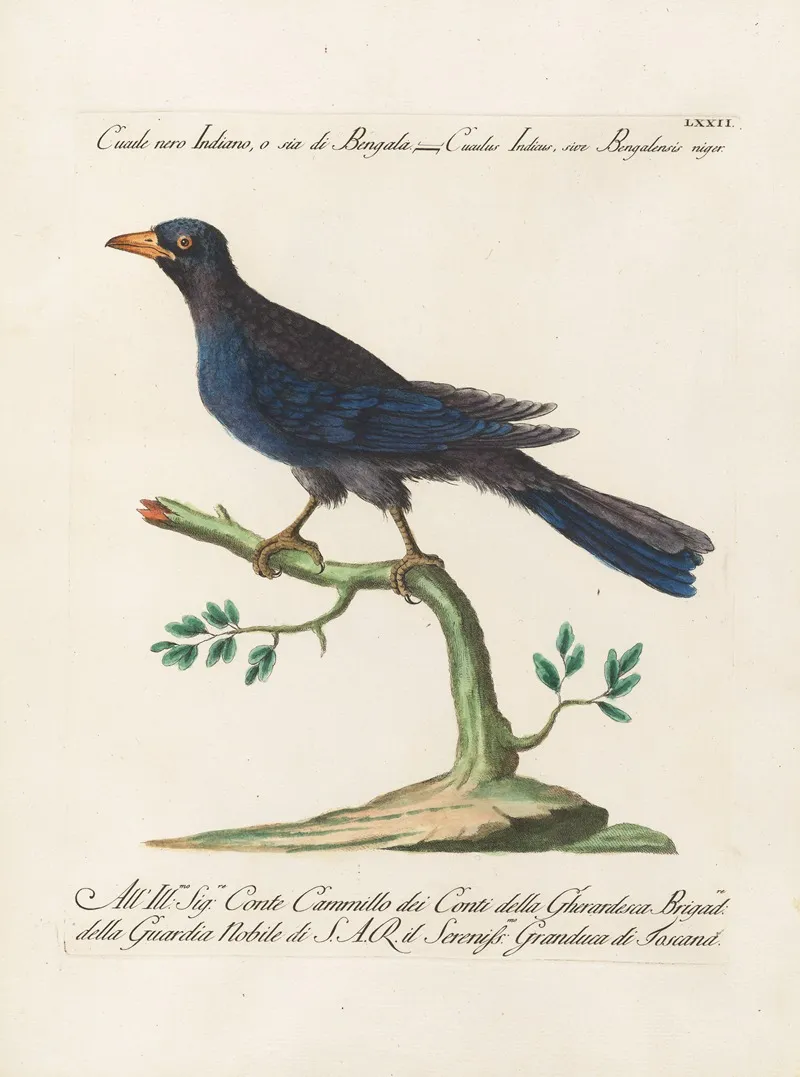 Ornithologia Methodice Digesta Pl 072 Wall Art by Saverio Manetti - High-Resolution Digital Print