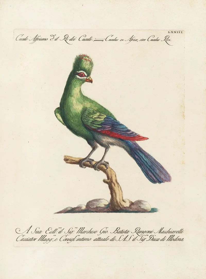 Ornithologia Methodice Digesta Pl 073 Wall Art by Saverio Manetti - High-Resolution Digital Print