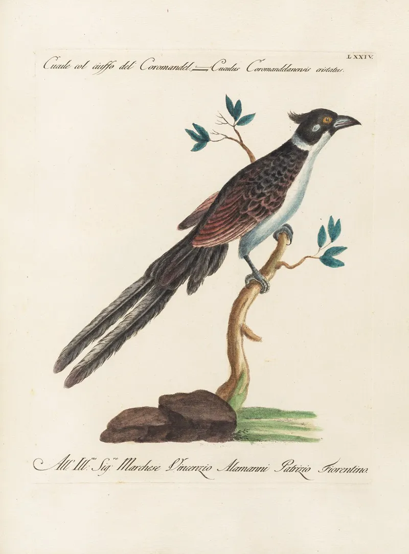 Ornithologia Methodice Digesta Pl 074 Wall Art by Saverio Manetti - High-Resolution Digital Print