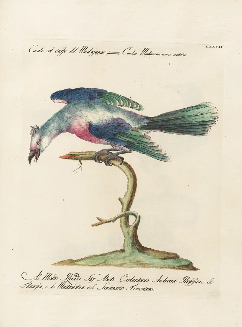 Ornithologia Methodice Digesta Pl 077 Wall Art by Saverio Manetti - High-Resolution Digital Print