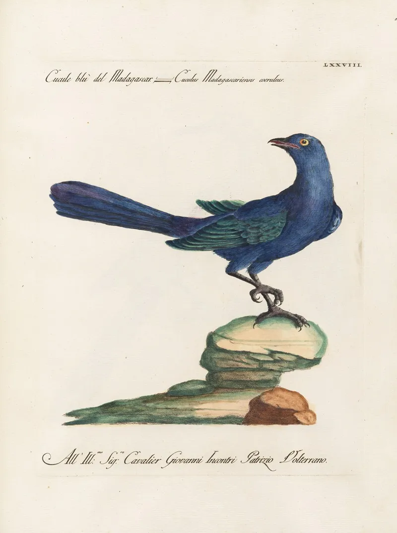 Ornithologia Methodice Digesta Pl 078 Wall Art by Saverio Manetti - High-Resolution Digital Print