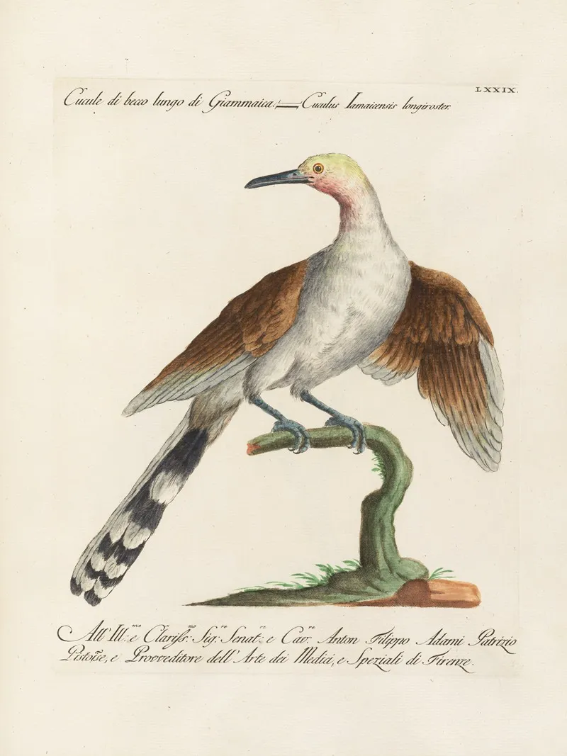 Ornithologia Methodice Digesta Pl 079 Wall Art by Saverio Manetti - High-Resolution Digital Print