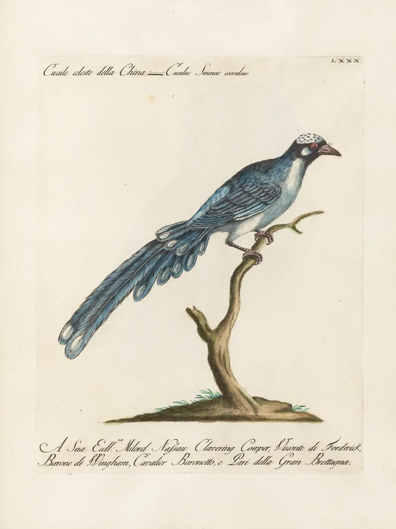 Ornithologia Methodice Digesta Pl 080 Wall Art by Saverio Manetti - High-Resolution Digital Print