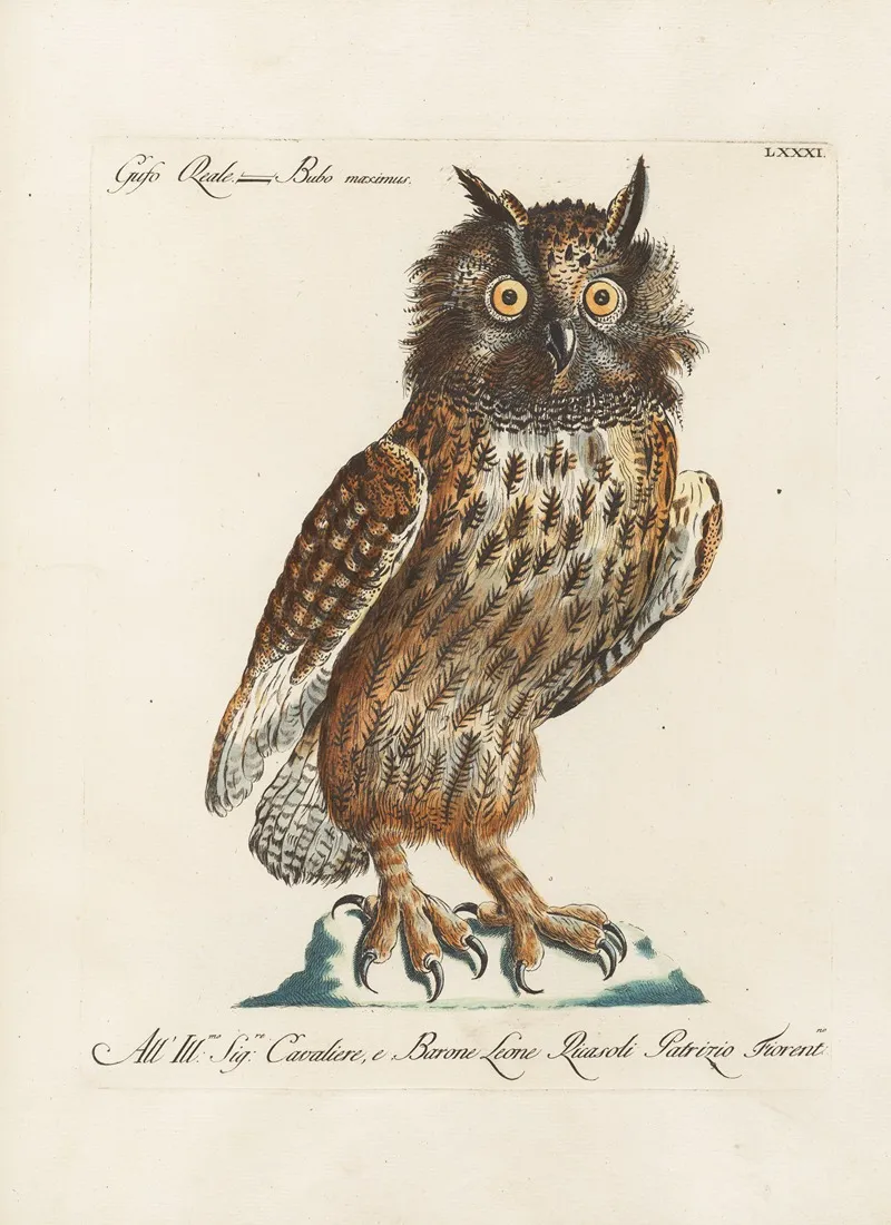 Ornithologia Methodice Digesta Pl 081 Wall Art by Saverio Manetti - High-Resolution Digital Print