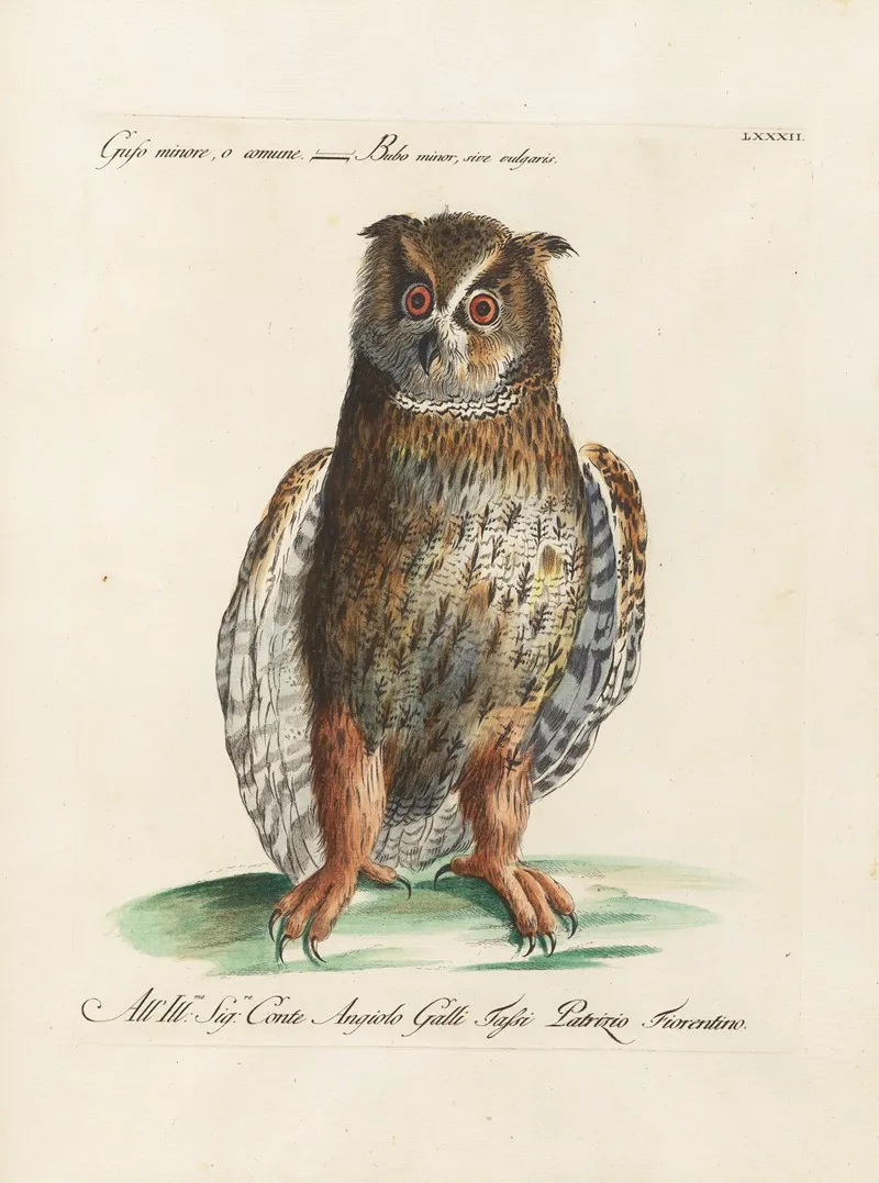 Ornithologia Methodice Digesta Pl 082 Wall Art by Saverio Manetti - High-Resolution Digital Print