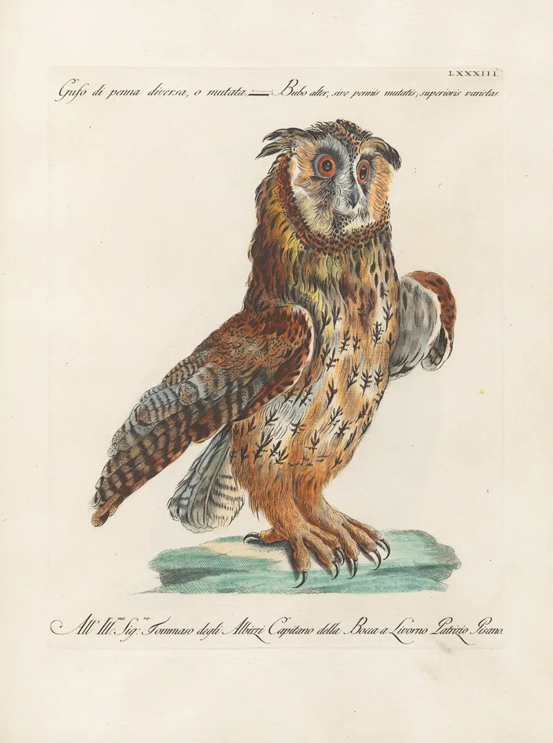 Ornithologia Methodice Digesta Pl 083 Wall Art by Saverio Manetti - High-Resolution Digital Print