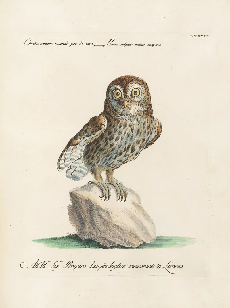 Ornithologia Methodice Digesta Pl 086 Wall Art by Saverio Manetti - High-Resolution Digital Print