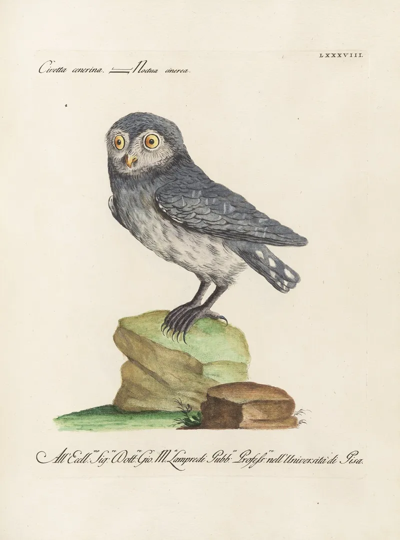 Ornithologia Methodice Digesta Pl 088 Wall Art by Saverio Manetti - High-Resolution Digital Print