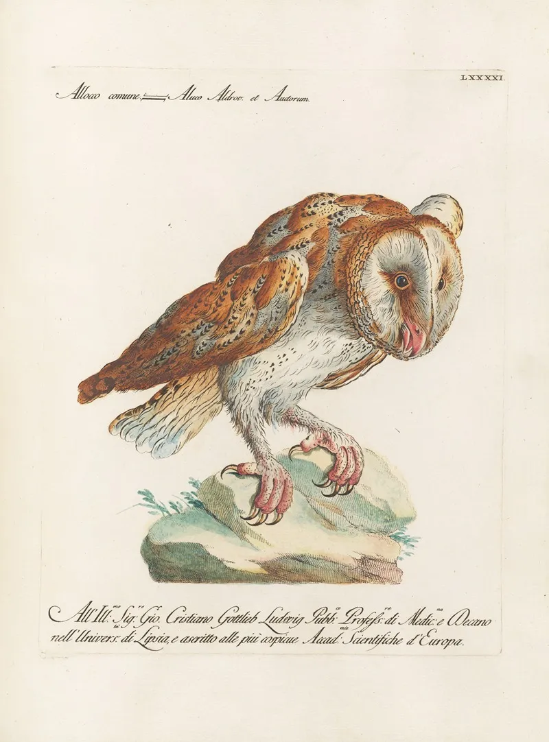Ornithologia Methodice Digesta Pl 091 Wall Art by Saverio Manetti - High-Resolution Digital Print
