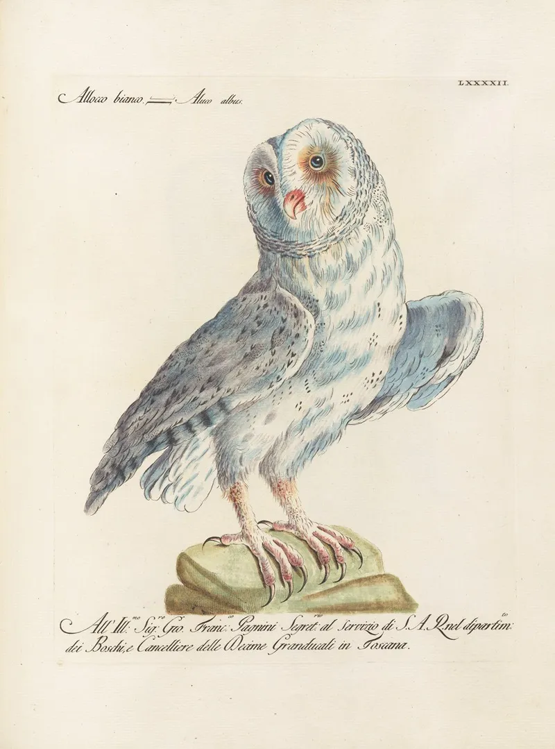 Ornithologia Methodice Digesta Pl 092 Wall Art by Saverio Manetti - High-Resolution Digital Print