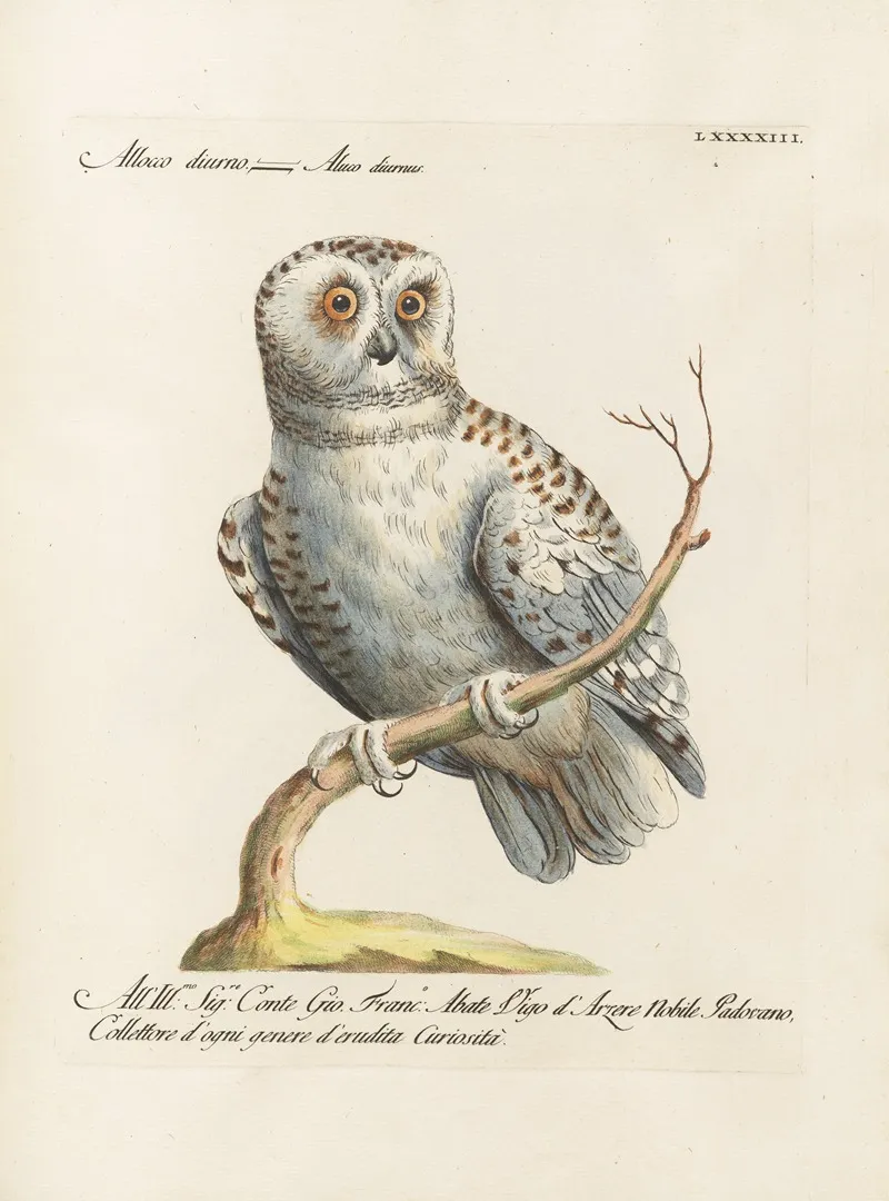 Ornithologia Methodice Digesta Pl 093 Wall Art by Saverio Manetti - High-Resolution Digital Print