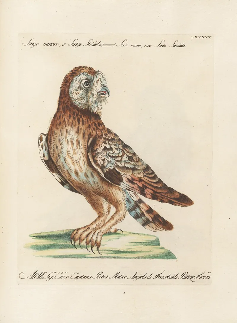 Ornithologia Methodice Digesta Pl 095 Wall Art by Saverio Manetti - High-Resolution Digital Print