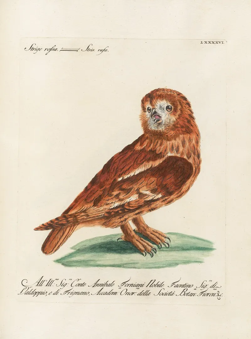 Ornithologia Methodice Digesta Pl 096 Wall Art by Saverio Manetti - High-Resolution Digital Print