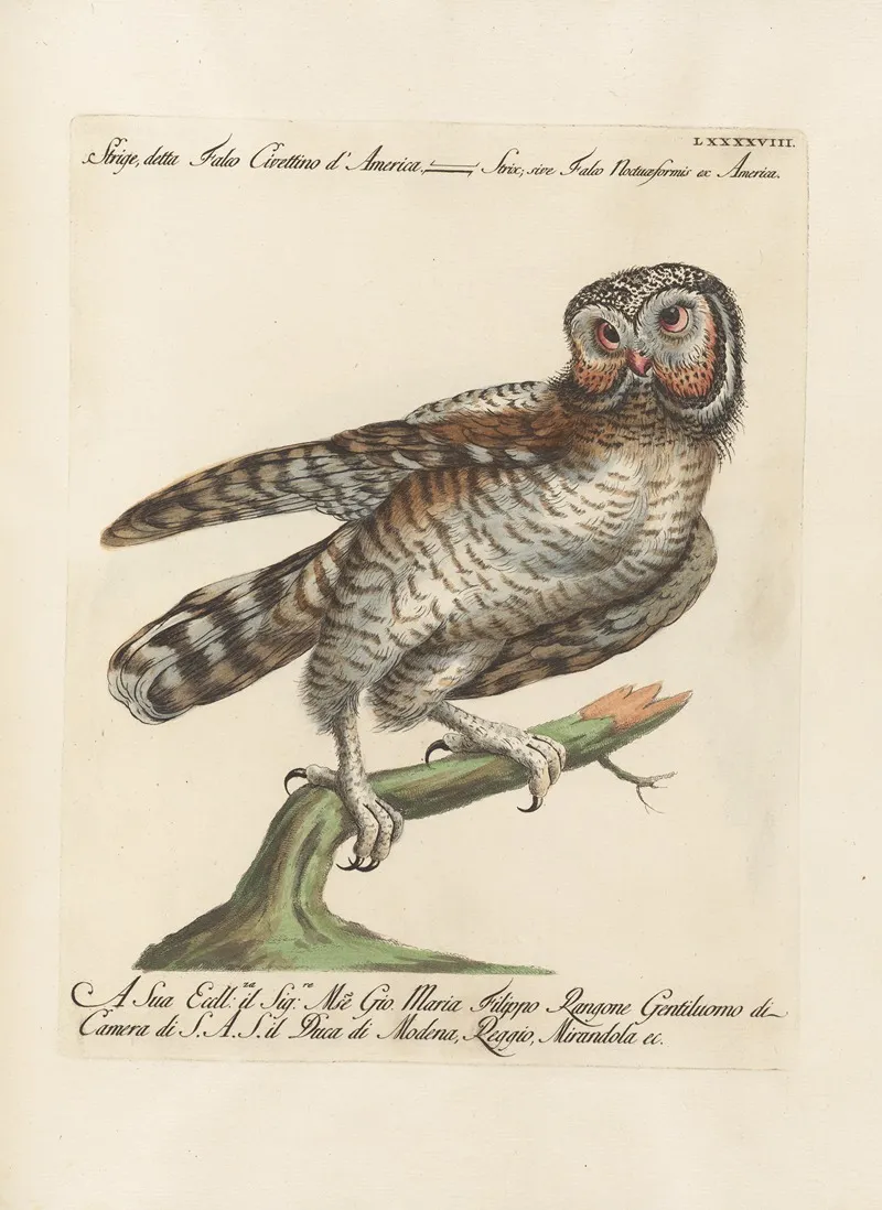 Ornithologia Methodice Digesta Pl 098 Wall Art by Saverio Manetti - High-Resolution Digital Print