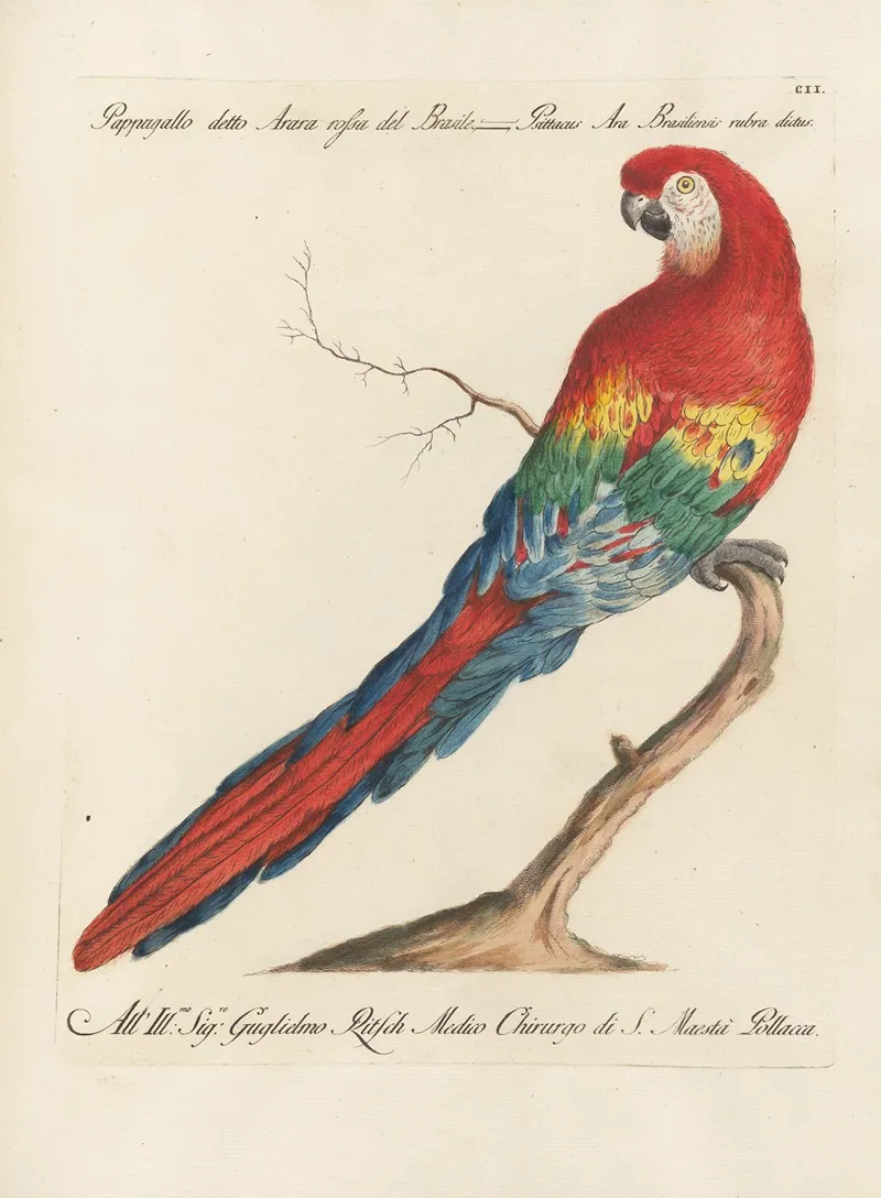 Ornithologia Methodice Digesta Pl 102 Wall Art by Saverio Manetti - High-Resolution Digital Print