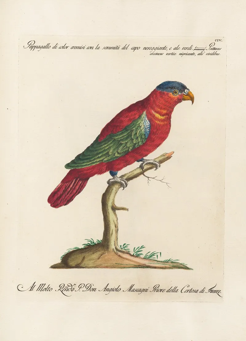 Ornithologia Methodice Digesta Pl 104 Wall Art by Saverio Manetti - High-Resolution Digital Print