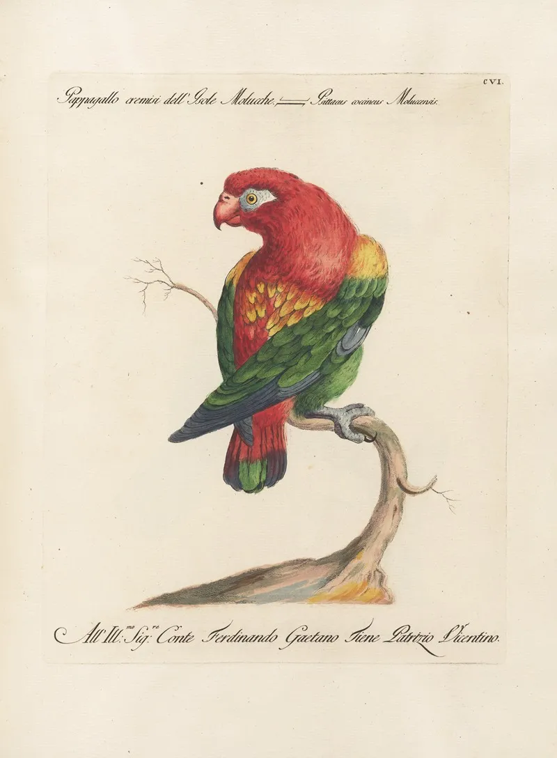 Ornithologia Methodice Digesta Pl 106 Wall Art by Saverio Manetti - High-Resolution Digital Print