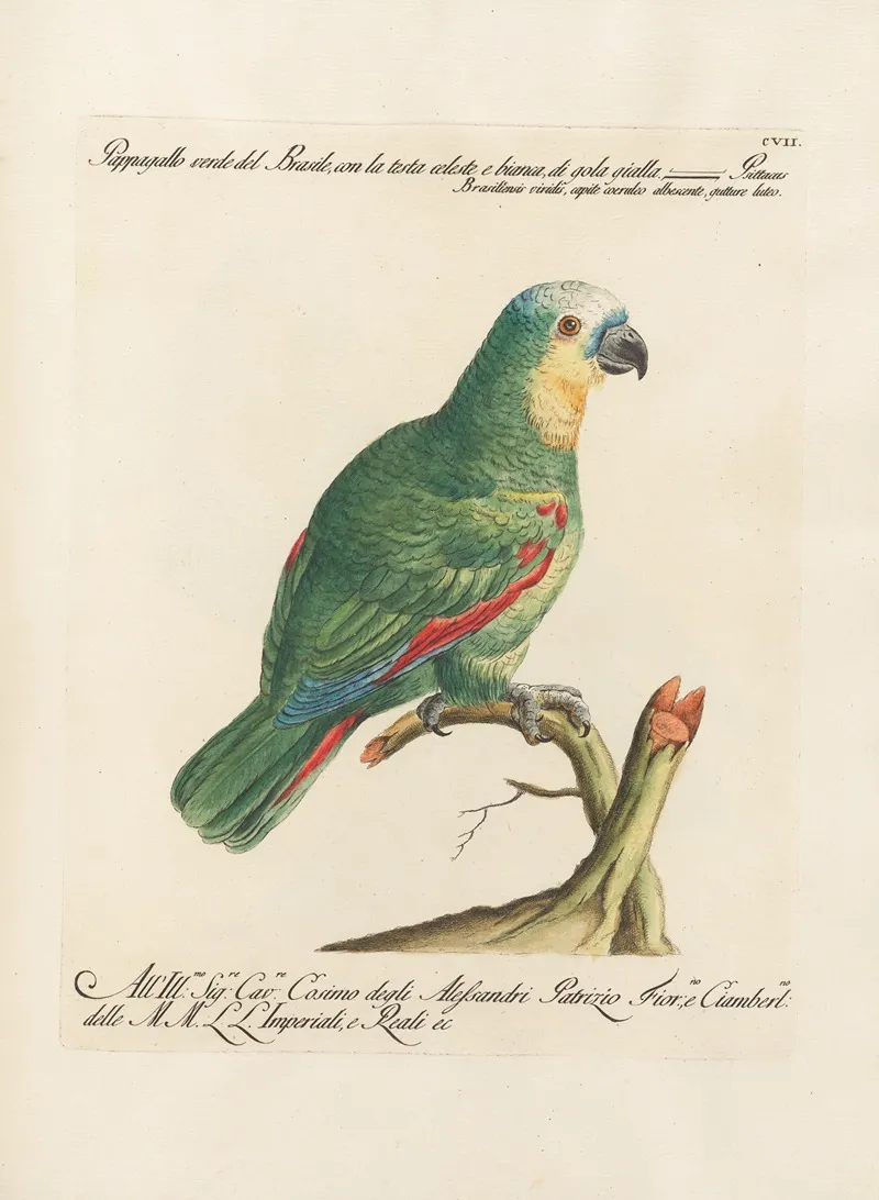 Ornithologia Methodice Digesta Pl 107 Wall Art by Saverio Manetti - High-Resolution Digital Print