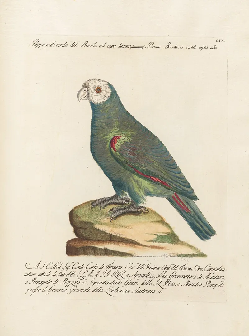 Ornithologia Methodice Digesta Pl 109 Wall Art by Saverio Manetti - High-Resolution Digital Print