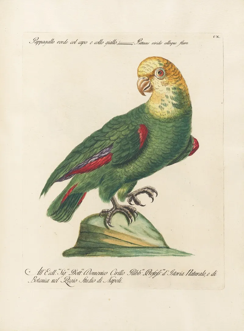 Ornithologia Methodice Digesta Pl 110 Wall Art by Saverio Manetti - High-Resolution Digital Print