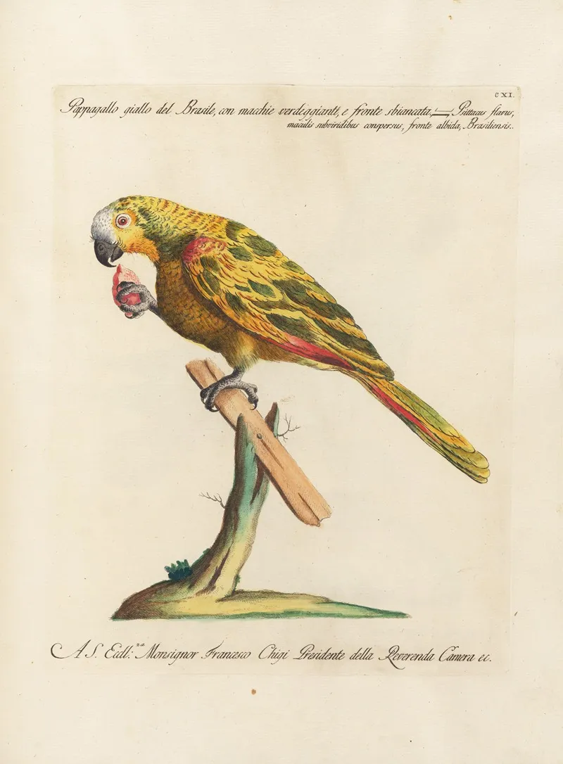 Ornithologia Methodice Digesta Pl 111 Wall Art by Saverio Manetti - High-Resolution Digital Print