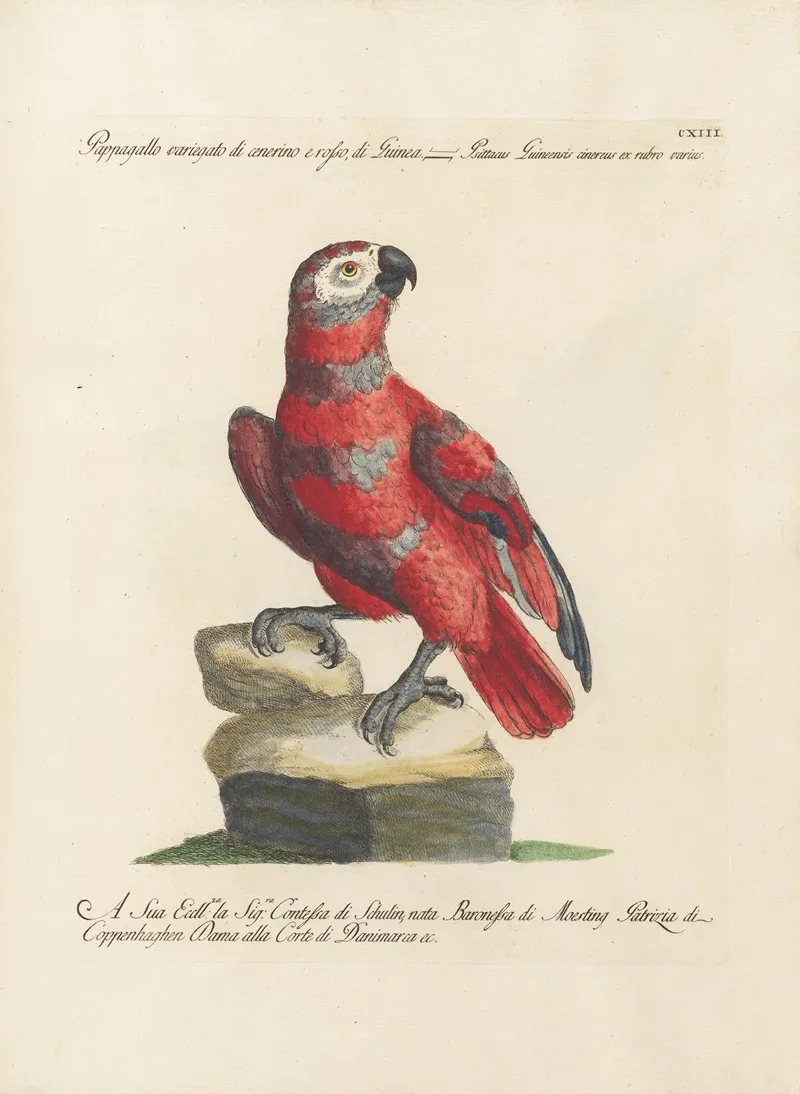 Ornithologia Methodice Digesta Pl 113 Wall Art by Saverio Manetti - High-Resolution Digital Print
