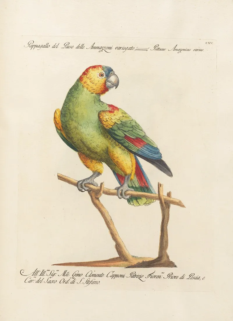 Ornithologia Methodice Digesta Pl 115 Wall Art by Saverio Manetti - High-Resolution Digital Print