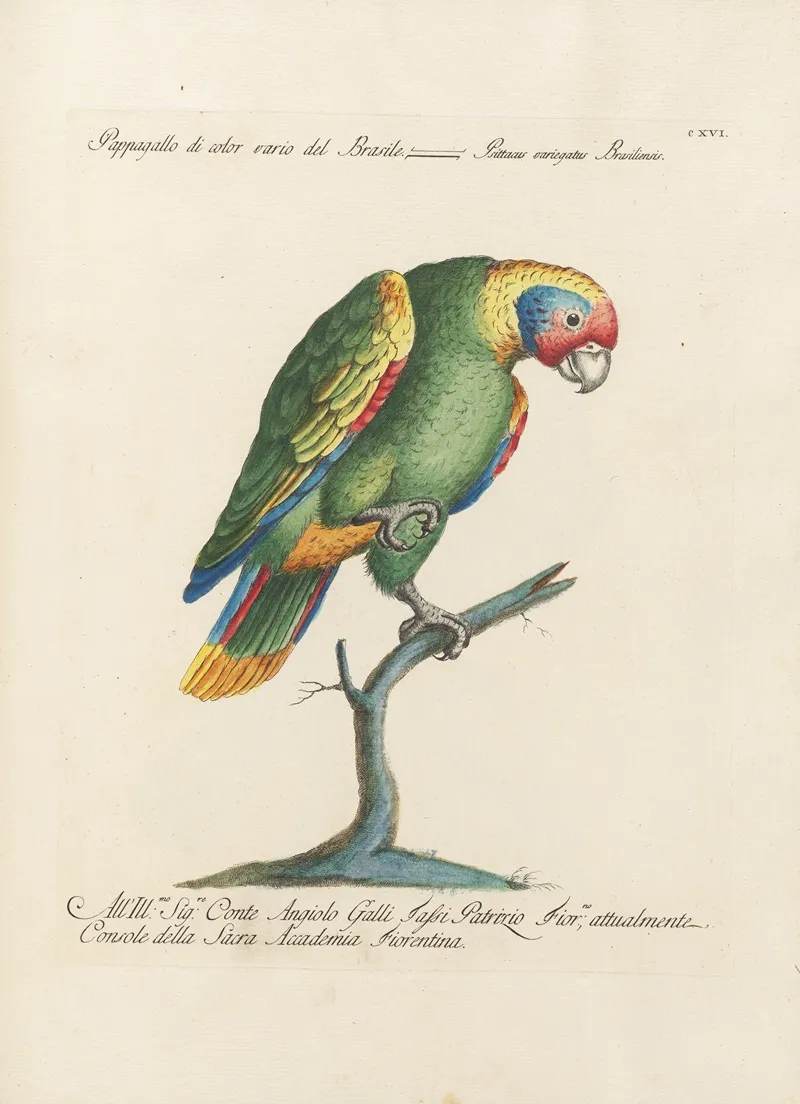 Ornithologia Methodice Digesta Pl 116 Wall Art by Saverio Manetti - High-Resolution Digital Print