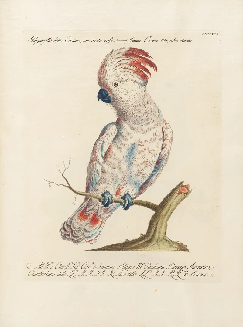 Ornithologia Methodice Digesta Pl 118 Wall Art by Saverio Manetti - High-Resolution Digital Print