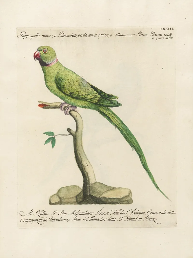 Ornithologia Methodice Digesta Pl 123 Wall Art by Saverio Manetti - High-Resolution Digital Print