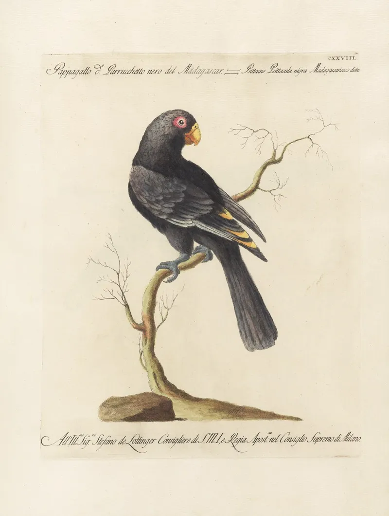 Ornithologia Methodice Digesta Pl 125 Wall Art by Saverio Manetti - High-Resolution Digital Print