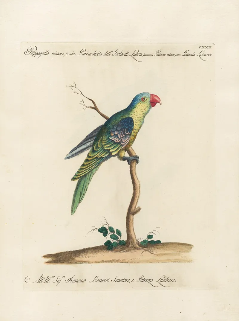Ornithologia Methodice Digesta Pl 127 Wall Art by Saverio Manetti - High-Resolution Digital Print