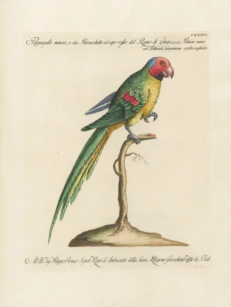 Ornithologia Methodice Digesta Pl 129 Wall Art by Saverio Manetti - High-Resolution Digital Print