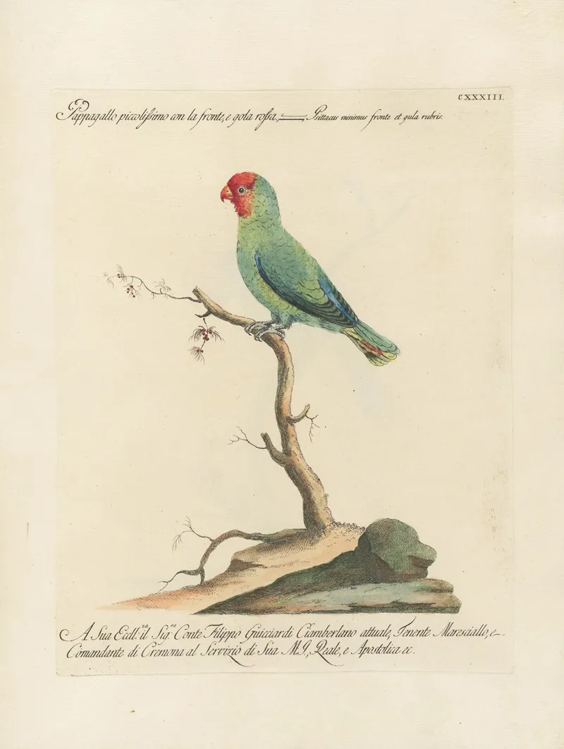 Ornithologia Methodice Digesta Pl 130 Wall Art by Saverio Manetti - High-Resolution Digital Print