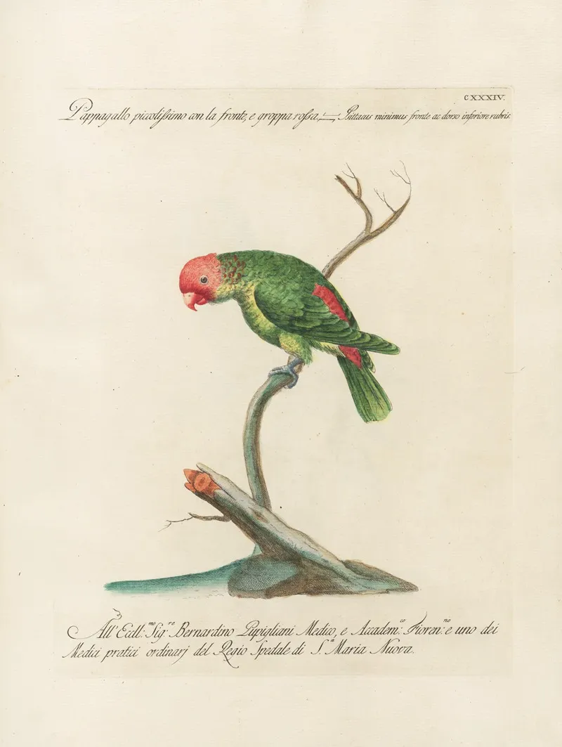 Ornithologia Methodice Digesta Pl 131 Wall Art by Saverio Manetti - High-Resolution Digital Print