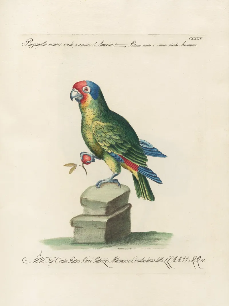 Ornithologia Methodice Digesta Pl 132 Wall Art by Saverio Manetti - High-Resolution Digital Print