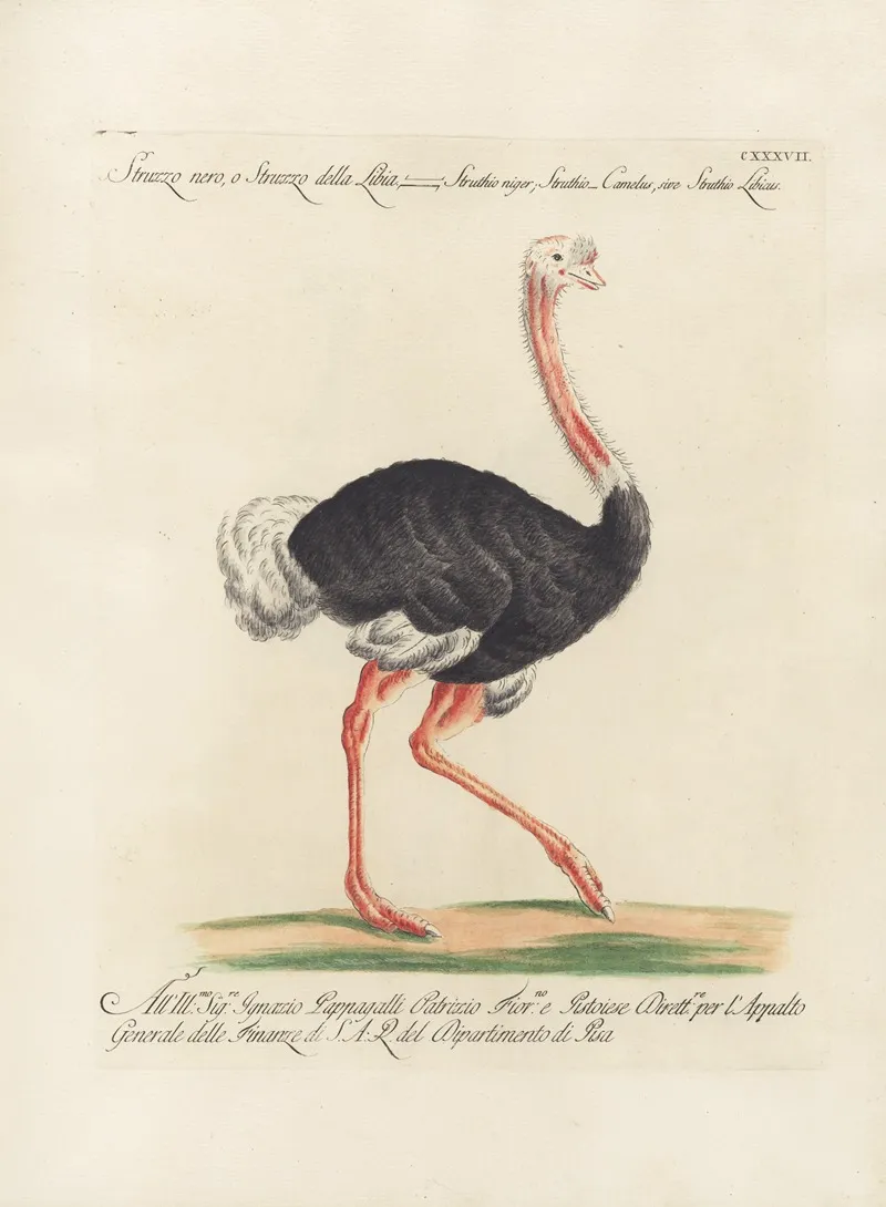 Ornithologia Methodice Digesta Pl 134 Wall Art by Saverio Manetti - High-Resolution Digital Print