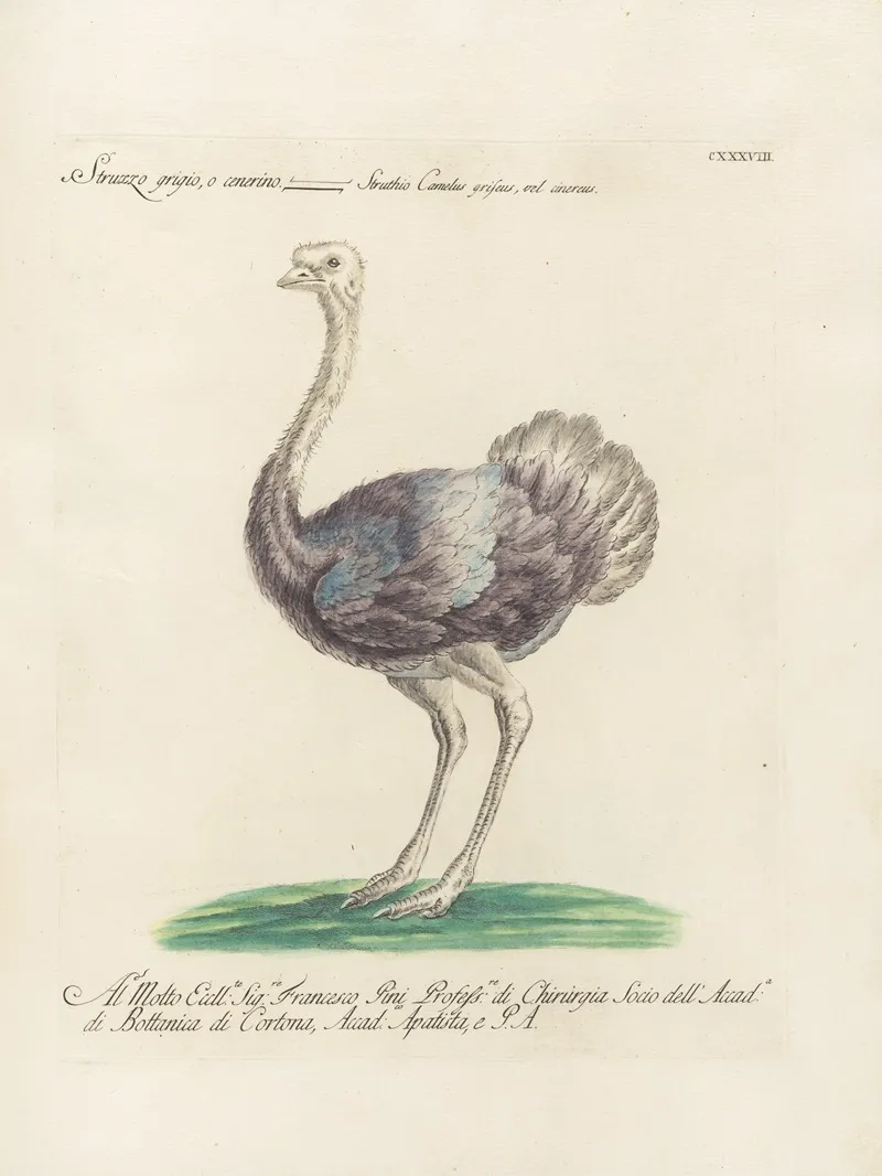 Ornithologia Methodice Digesta Pl 135 Wall Art by Saverio Manetti - High-Resolution Digital Print
