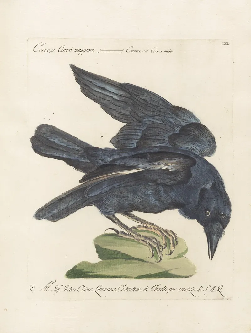 Ornithologia Methodice Digesta Pl 137 Wall Art by Saverio Manetti - High-Resolution Digital Print