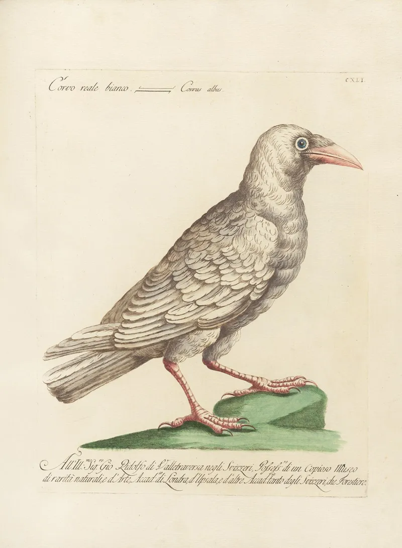 Ornithologia Methodice Digesta Pl 138 Wall Art by Saverio Manetti - High-Resolution Digital Print