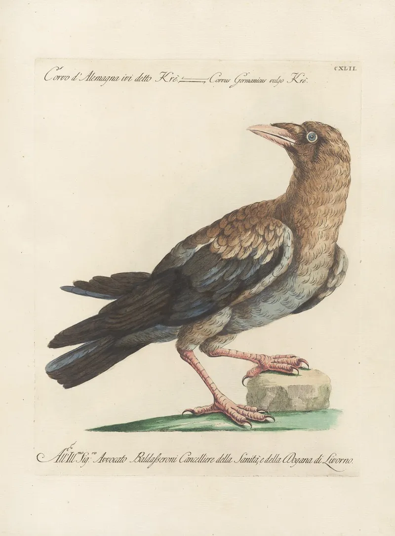 Ornithologia Methodice Digesta Pl 139 Wall Art by Saverio Manetti - High-Resolution Digital Print