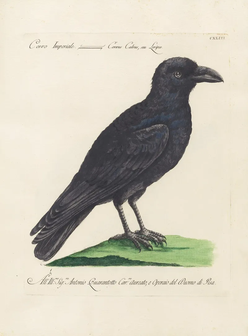Ornithologia Methodice Digesta Pl 140 Wall Art by Saverio Manetti - High-Resolution Digital Print
