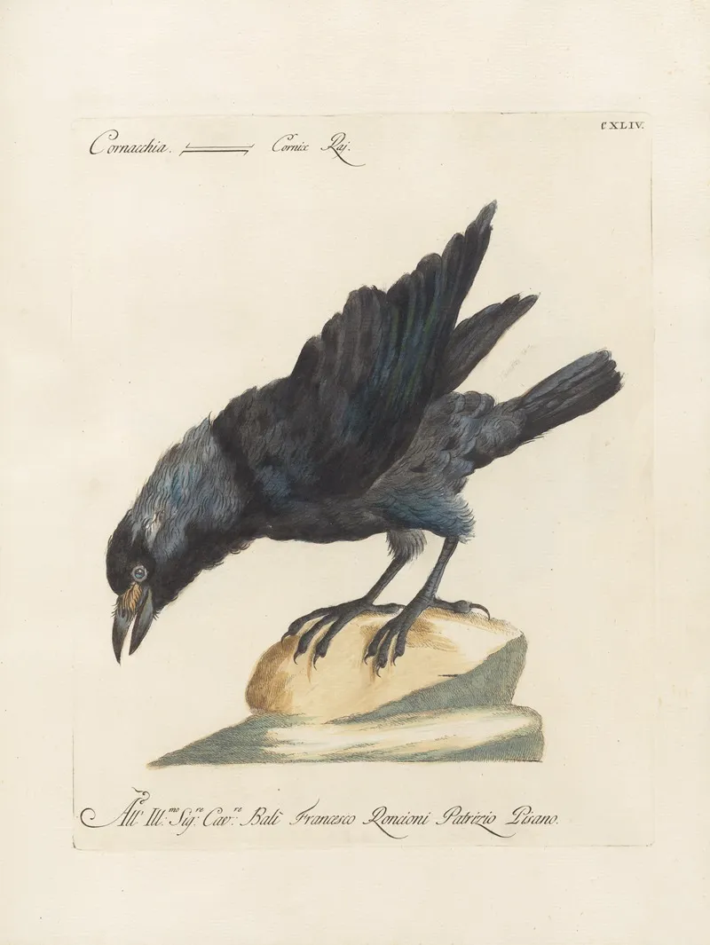 Ornithologia Methodice Digesta Pl 141 Wall Art by Saverio Manetti - High-Resolution Digital Print