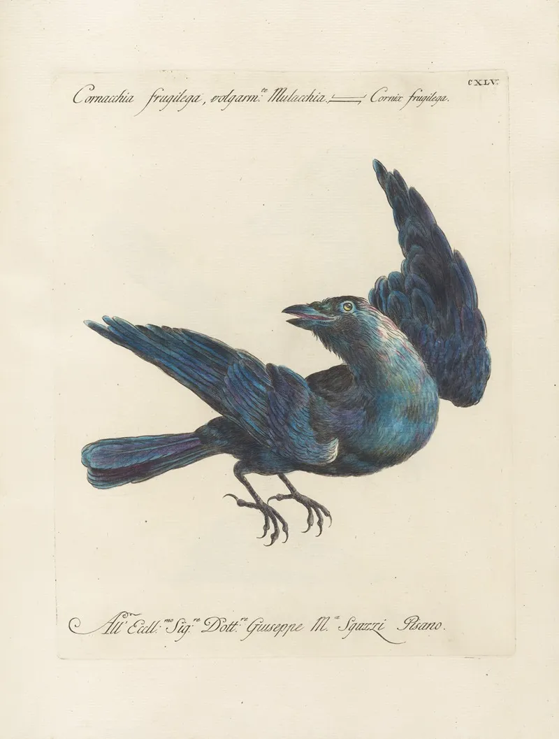 Ornithologia Methodice Digesta Pl 142 Wall Art by Saverio Manetti - High-Resolution Digital Print