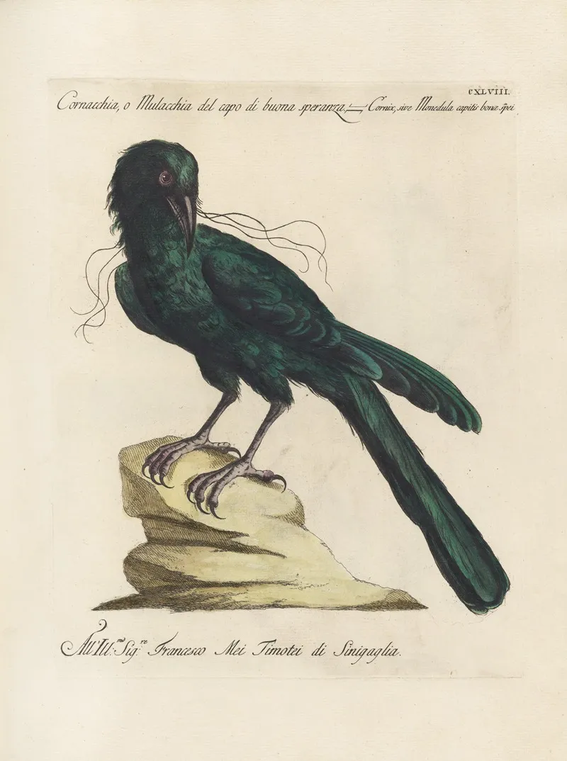 Ornithologia Methodice Digesta Pl 145 Wall Art by Saverio Manetti - High-Resolution Digital Print