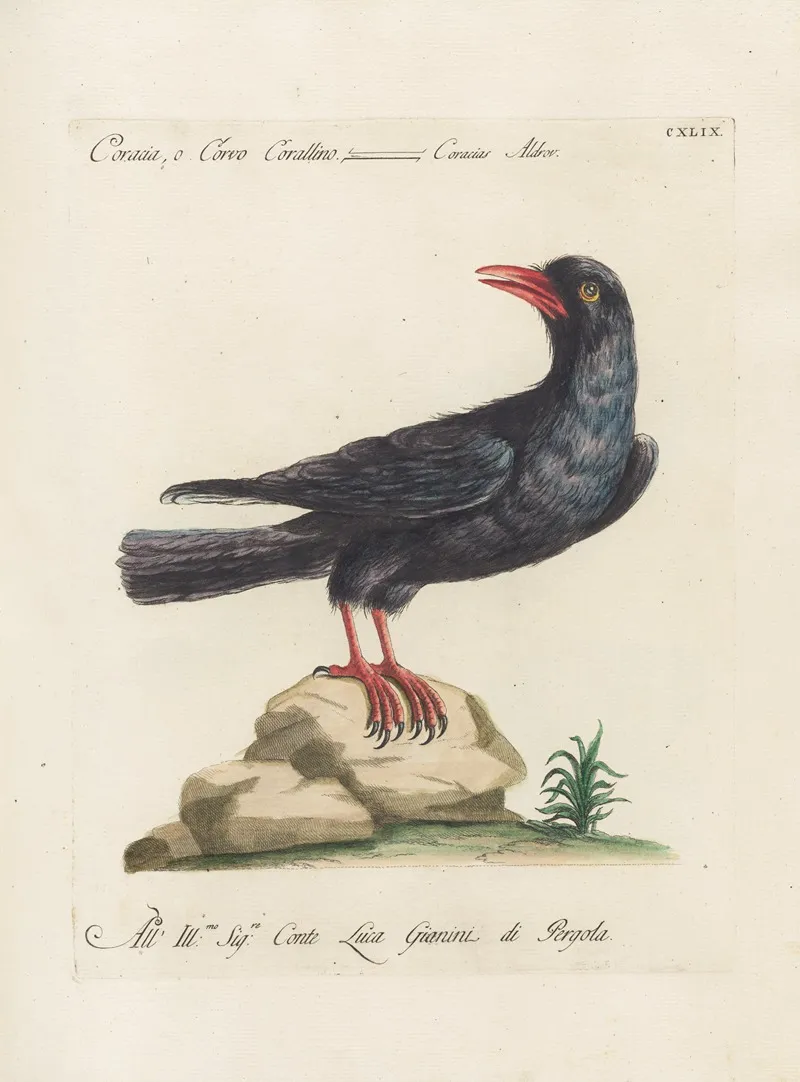 Ornithologia Methodice Digesta Pl 146 Wall Art by Saverio Manetti - High-Resolution Digital Print