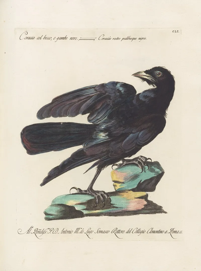Ornithologia Methodice Digesta Pl 148 Wall Art by Saverio Manetti - High-Resolution Digital Print